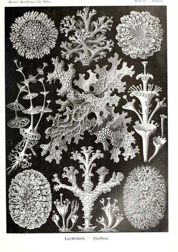 Reproducción/Reproduction 6197851276: Kunstformen der Natur Leipzig und Wien :Verlag des Bibliographischen Instituts,1904