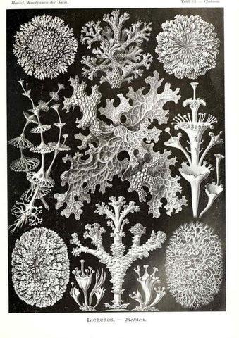 Reproducción/Reproduction 6197851276: Kunstformen der Natur Leipzig und Wien :Verlag des Bibliographischen Instituts,1904
