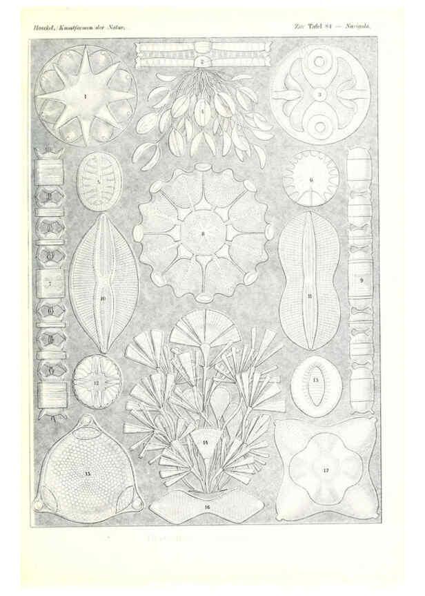 Reproducción/Reproduction 6197851440: Kunstformen der Natur Leipzig und Wien :Verlag des Bibliographischen Instituts,1904