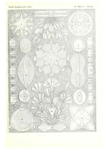 Reproducción/Reproduction 6197851440: Kunstformen der Natur Leipzig und Wien :Verlag des Bibliographischen Instituts,1904