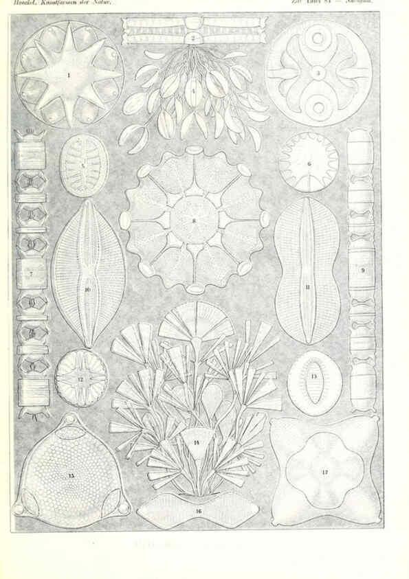 Reproducción/Reproduction 6197851440: Kunstformen der Natur Leipzig und Wien :Verlag des Bibliographischen Instituts,1904