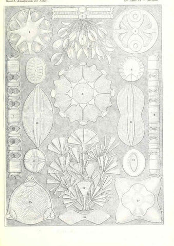 Reproducción/Reproduction 6197851440: Kunstformen der Natur Leipzig und Wien :Verlag des Bibliographischen Instituts,1904