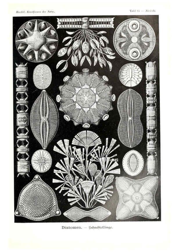 Reproducción/Reproduction 6197851578: Kunstformen der Natur Leipzig und Wien :Verlag des Bibliographischen Instituts,1904