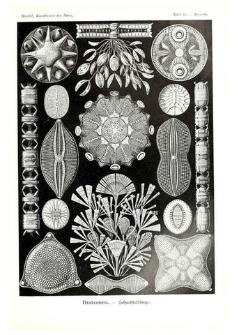 Reproducción/Reproduction 6197851578: Kunstformen der Natur Leipzig und Wien :Verlag des Bibliographischen Instituts,1904