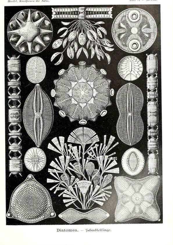 Reproducción/Reproduction 6197851578: Kunstformen der Natur Leipzig und Wien :Verlag des Bibliographischen Instituts,1904