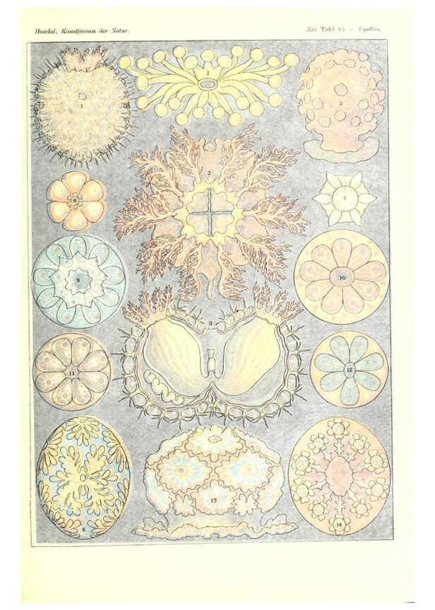 Reproducción/Reproduction 6197851738: Kunstformen der Natur Leipzig und Wien :Verlag des Bibliographischen Instituts,1904