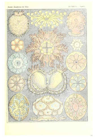 Reproducción/Reproduction 6197851738: Kunstformen der Natur Leipzig und Wien :Verlag des Bibliographischen Instituts,1904
