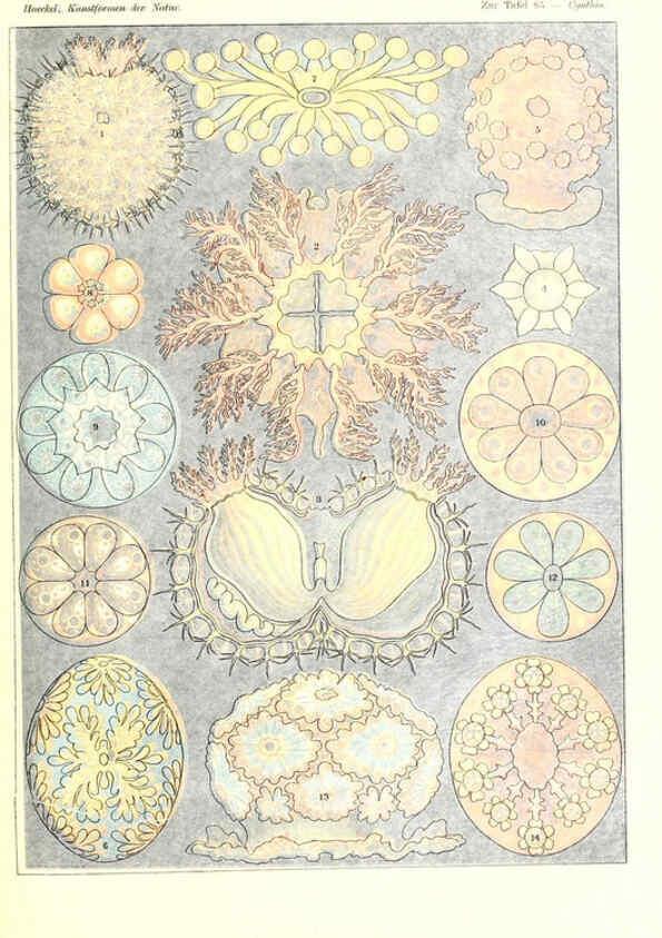 Reproducción/Reproduction 6197851738: Kunstformen der Natur Leipzig und Wien :Verlag des Bibliographischen Instituts,1904