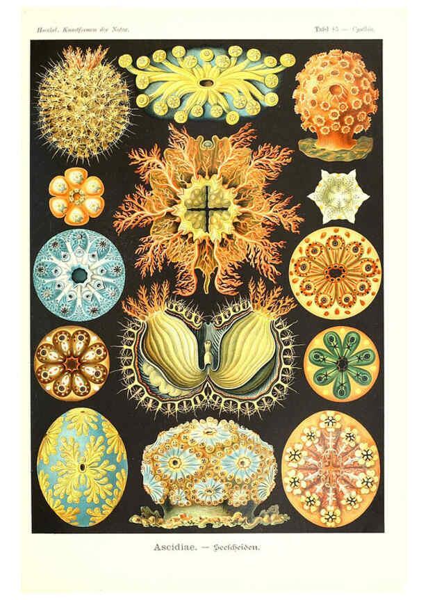 Reproducción/Reproduction 6197332431: Kunstformen der Natur Leipzig und Wien :Verlag des Bibliographischen Instituts,1904