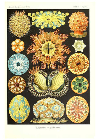 Reproducción/Reproduction 6197332431: Kunstformen der Natur Leipzig und Wien :Verlag des Bibliographischen Instituts,1904