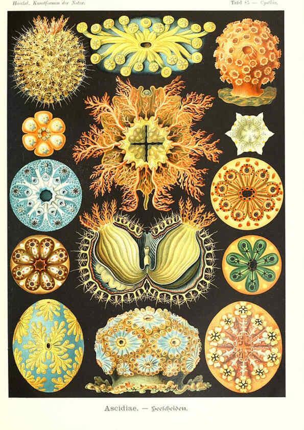 Reproducción/Reproduction 6197332431: Kunstformen der Natur Leipzig und Wien :Verlag des Bibliographischen Instituts,1904