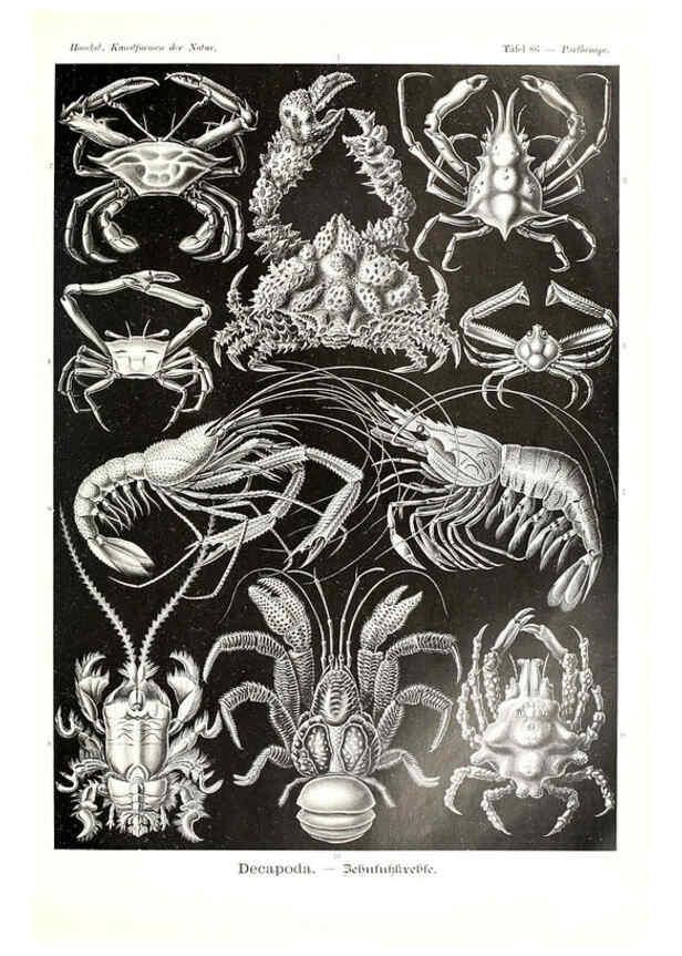 Reproducción/Reproduction 6197852000: Kunstformen der Natur Leipzig und Wien :Verlag des Bibliographischen Instituts,1904