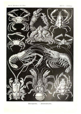 Reproducción/Reproduction 6197852000: Kunstformen der Natur Leipzig und Wien :Verlag des Bibliographischen Instituts,1904