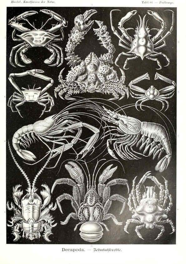 Reproducción/Reproduction 6197852000: Kunstformen der Natur Leipzig und Wien :Verlag des Bibliographischen Instituts,1904