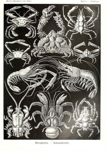 Reproducción/Reproduction 6197852000: Kunstformen der Natur Leipzig und Wien :Verlag des Bibliographischen Instituts,1904
