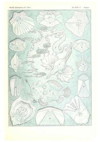 Reproducción/Reproduction 6197332695: Kunstformen der Natur Leipzig und Wien :Verlag des Bibliographischen Instituts,1904
