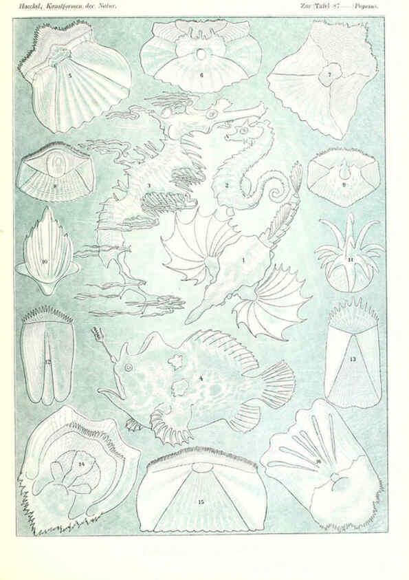 Reproducción/Reproduction 6197332695: Kunstformen der Natur Leipzig und Wien :Verlag des Bibliographischen Instituts,1904