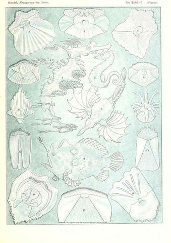 Reproducción/Reproduction 6197332695: Kunstformen der Natur Leipzig und Wien :Verlag des Bibliographischen Instituts,1904