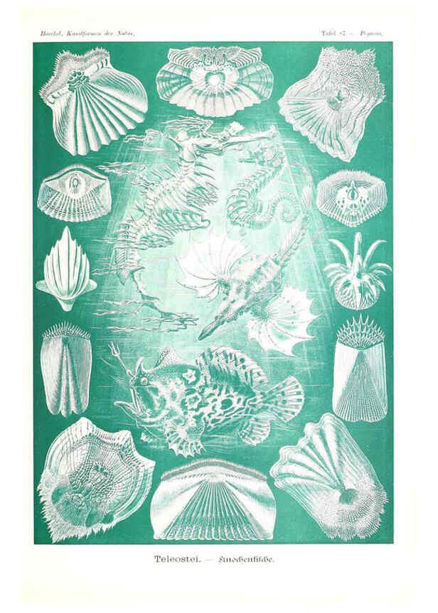 Reproducción/Reproduction 6197852308: Kunstformen der Natur Leipzig und Wien :Verlag des Bibliographischen Instituts,1904