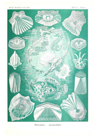 Reproducción/Reproduction 6197852308: Kunstformen der Natur Leipzig und Wien :Verlag des Bibliographischen Instituts,1904