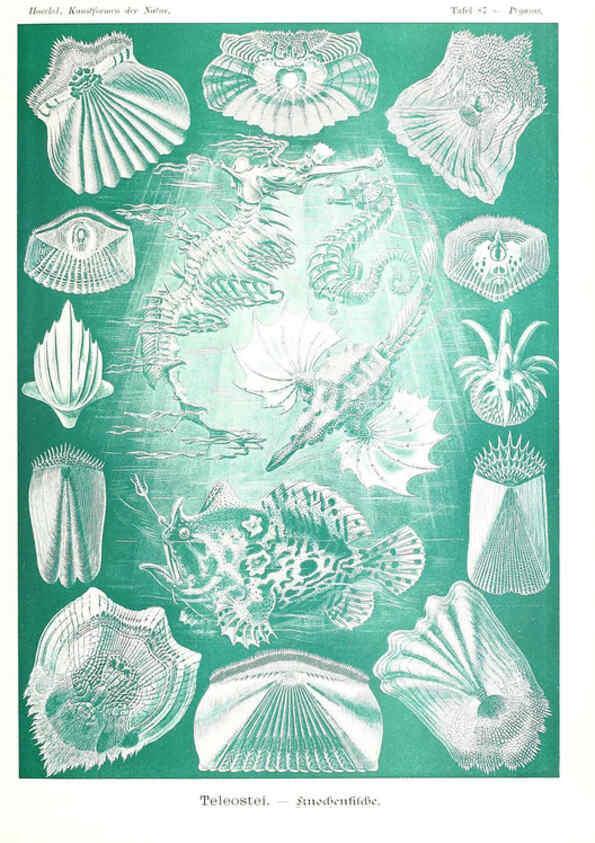 Reproducción/Reproduction 6197852308: Kunstformen der Natur Leipzig und Wien :Verlag des Bibliographischen Instituts,1904