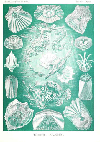 Reproducción/Reproduction 6197852308: Kunstformen der Natur Leipzig und Wien :Verlag des Bibliographischen Instituts,1904