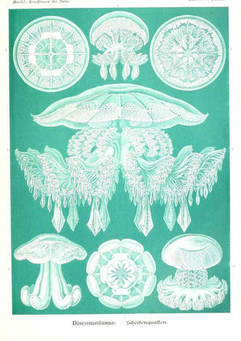 Reproducción/Reproduction 6197332985: Kunstformen der Natur Leipzig und Wien :Verlag des Bibliographischen Instituts,1904