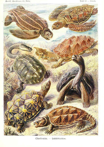 Reproducción/Reproduction 6197333121: Kunstformen der Natur Leipzig und Wien :Verlag des Bibliographischen Instituts,1904