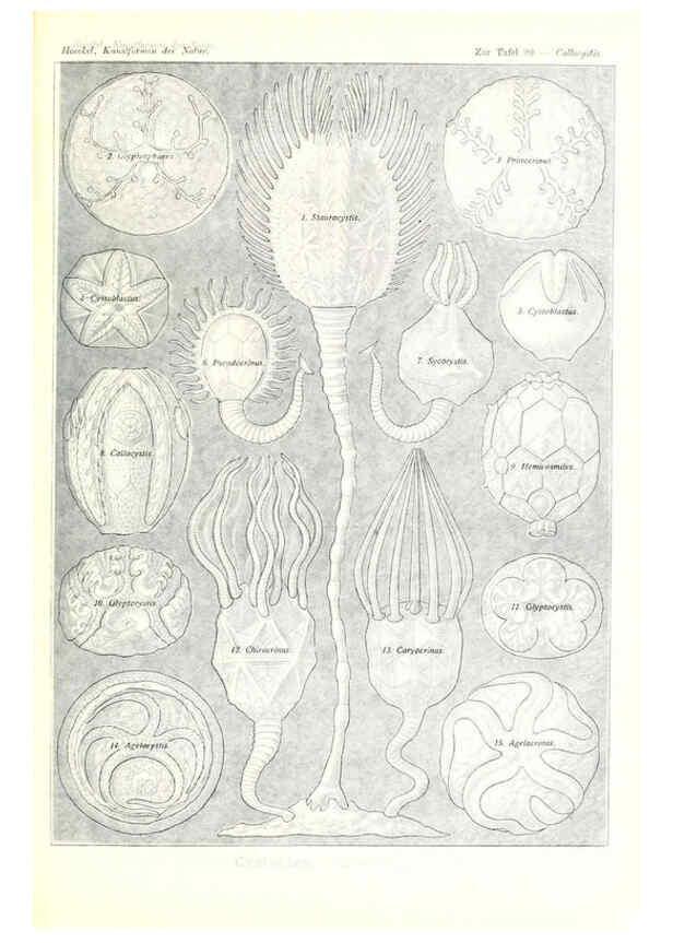 Reproducción/Reproduction 6197852666: Kunstformen der Natur Leipzig und Wien :Verlag des Bibliographischen Instituts,1904