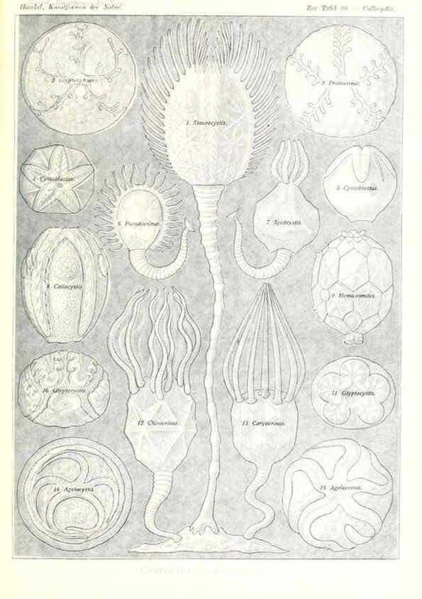 Reproducción/Reproduction 6197852666: Kunstformen der Natur Leipzig und Wien :Verlag des Bibliographischen Instituts,1904
