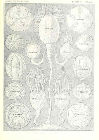 Reproducción/Reproduction 6197852666: Kunstformen der Natur Leipzig und Wien :Verlag des Bibliographischen Instituts,1904