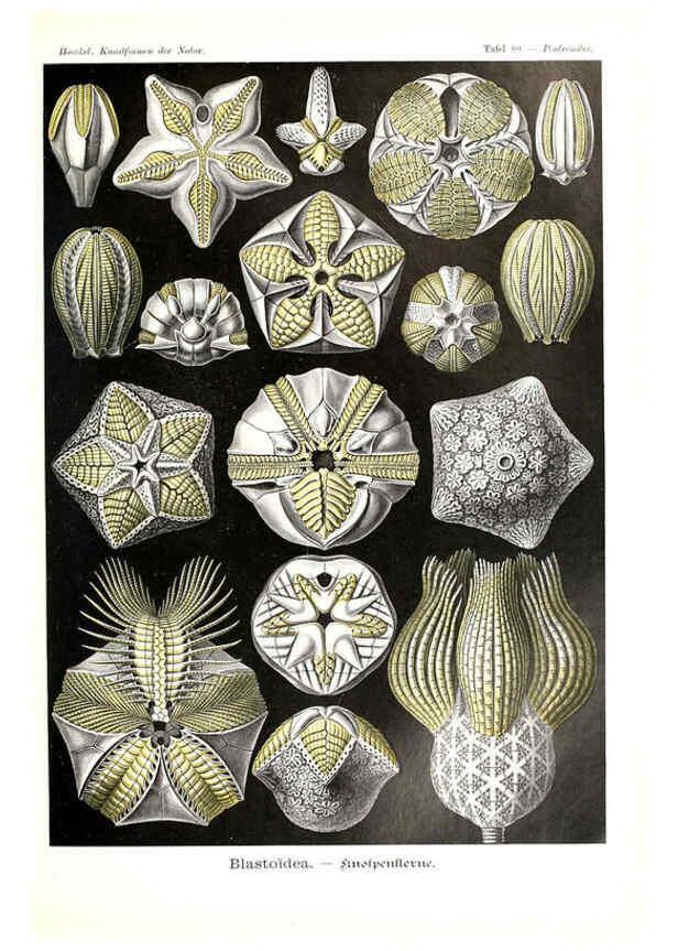 Reproducción/Reproduction 6197850440: Kunstformen der Natur Leipzig und Wien :Verlag des Bibliographischen Instituts,1904