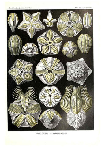 Reproducción/Reproduction 6197850440: Kunstformen der Natur Leipzig und Wien :Verlag des Bibliographischen Instituts,1904