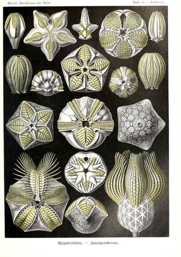 Reproducción/Reproduction 6197850440: Kunstformen der Natur Leipzig und Wien :Verlag des Bibliographischen Instituts,1904