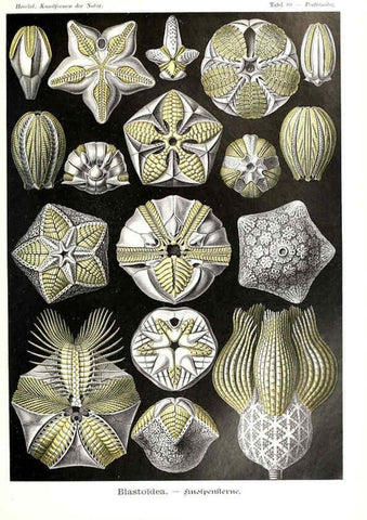 Reproducción/Reproduction 6197850440: Kunstformen der Natur Leipzig und Wien :Verlag des Bibliographischen Instituts,1904
