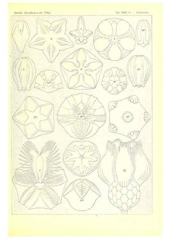 Reproducción/Reproduction 6197850290: Kunstformen der Natur Leipzig und Wien :Verlag des Bibliographischen Instituts,1904