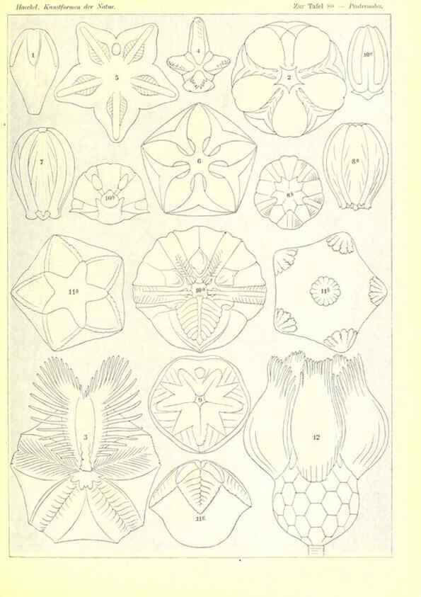 Reproducción/Reproduction 6197850290: Kunstformen der Natur Leipzig und Wien :Verlag des Bibliographischen Instituts,1904
