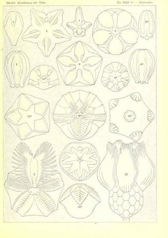 Reproducción/Reproduction 6197850290: Kunstformen der Natur Leipzig und Wien :Verlag des Bibliographischen Instituts,1904