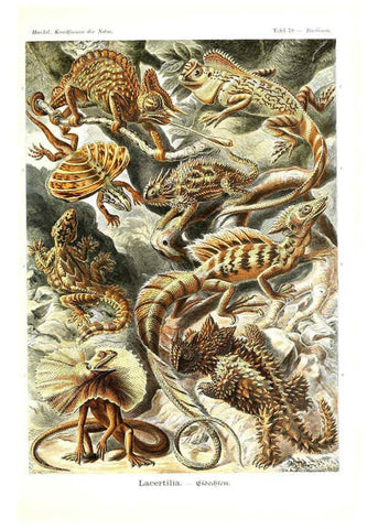 Reproducción/Reproduction 6197330677: Kunstformen der Natur Leipzig und Wien :Verlag des Bibliographischen Instituts,1904