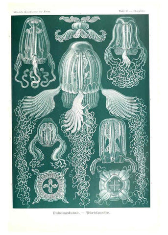 Reproducción/Reproduction 6197330523: Kunstformen der Natur Leipzig und Wien :Verlag des Bibliographischen Instituts,1904