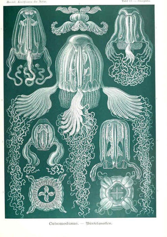 Reproducción/Reproduction 6197330523: Kunstformen der Natur Leipzig und Wien :Verlag des Bibliographischen Instituts,1904
