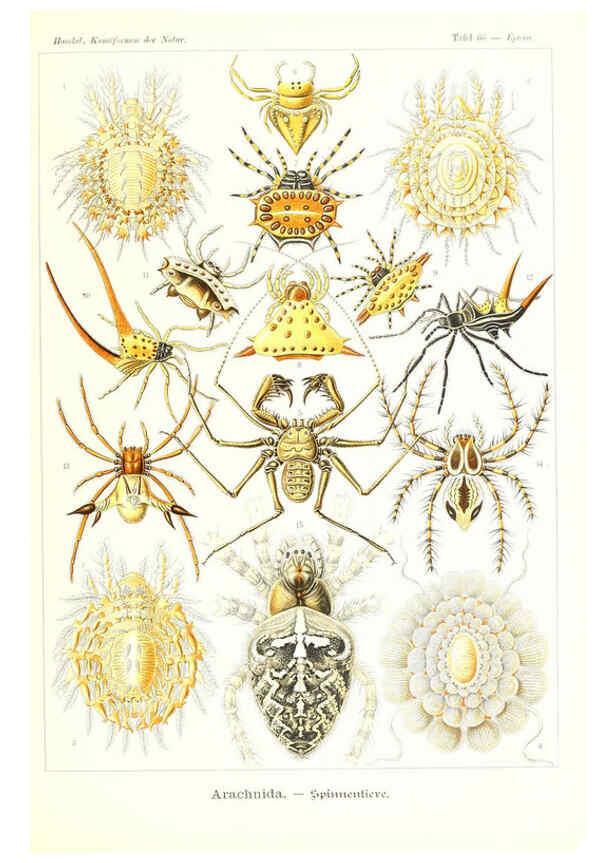 Reproducción/Reproduction 6197324981: Kunstformen der Natur Leipzig und Wien :Verlag des Bibliographischen Instituts,1904