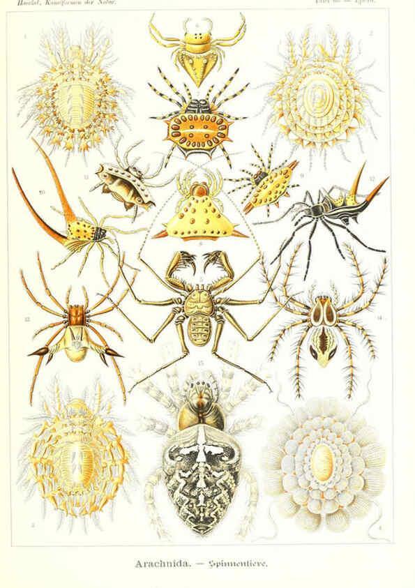 Reproducción/Reproduction 6197324981: Kunstformen der Natur Leipzig und Wien :Verlag des Bibliographischen Instituts,1904