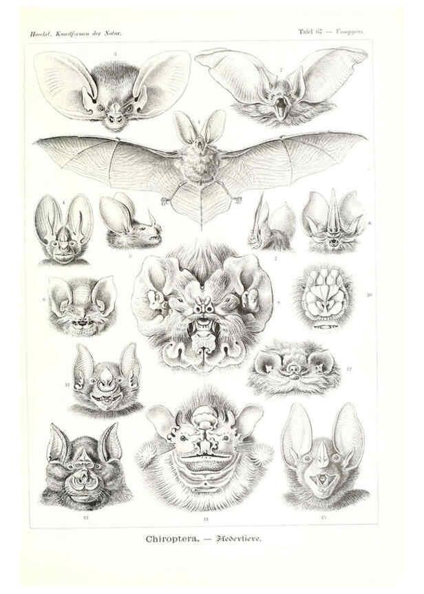 Reproducción/Reproduction 6197844604: Kunstformen der Natur Leipzig und Wien :Verlag des Bibliographischen Instituts,1904