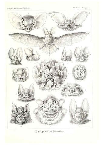 Reproducción/Reproduction 6197844604: Kunstformen der Natur Leipzig und Wien :Verlag des Bibliographischen Instituts,1904