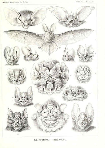 Reproducción/Reproduction 6197844604: Kunstformen der Natur Leipzig und Wien :Verlag des Bibliographischen Instituts,1904