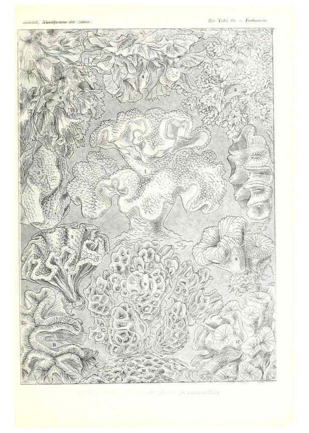 Reproducción/Reproduction 6197844984: Kunstformen der Natur Leipzig und Wien :Verlag des Bibliographischen Instituts,1904