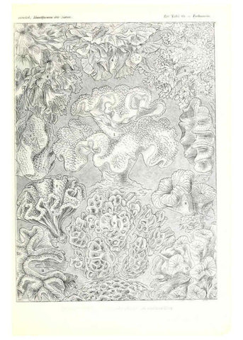 Reproducción/Reproduction 6197844984: Kunstformen der Natur Leipzig und Wien :Verlag des Bibliographischen Instituts,1904