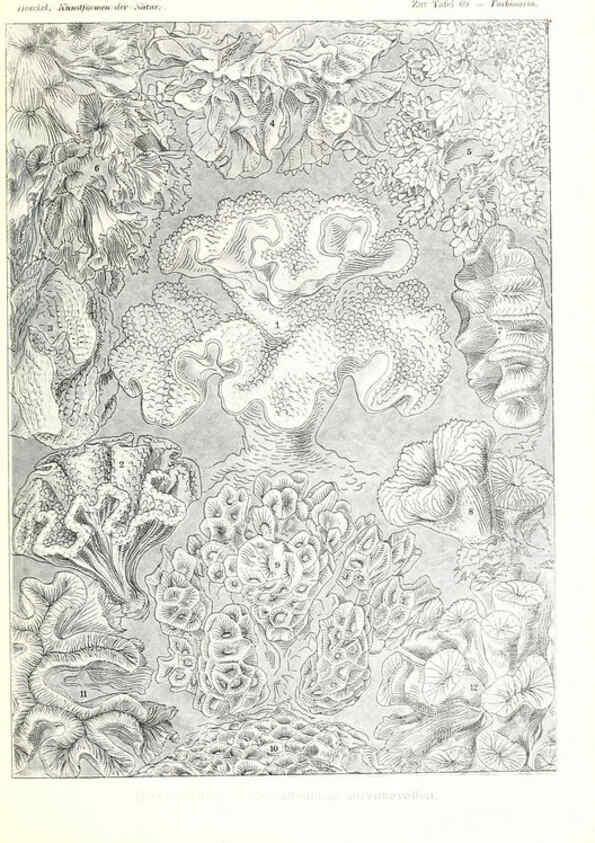 Reproducción/Reproduction 6197844984: Kunstformen der Natur Leipzig und Wien :Verlag des Bibliographischen Instituts,1904