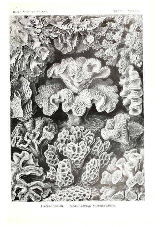 Reproducción/Reproduction 6197325793: Kunstformen der Natur Leipzig und Wien :Verlag des Bibliographischen Instituts,1904